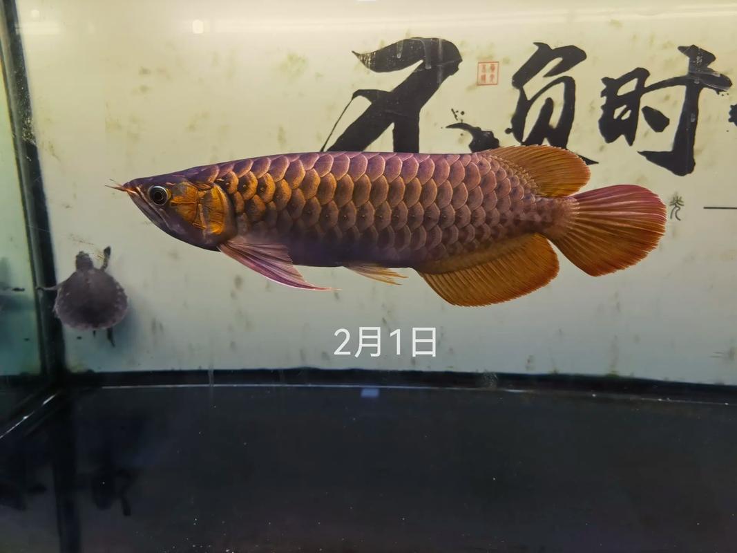 红龙开始发色的征兆,红龙开始发色的征兆有哪些-第3张图片 红龙开始发色的征兆,红龙开始发色的征兆有哪些-第3张图片