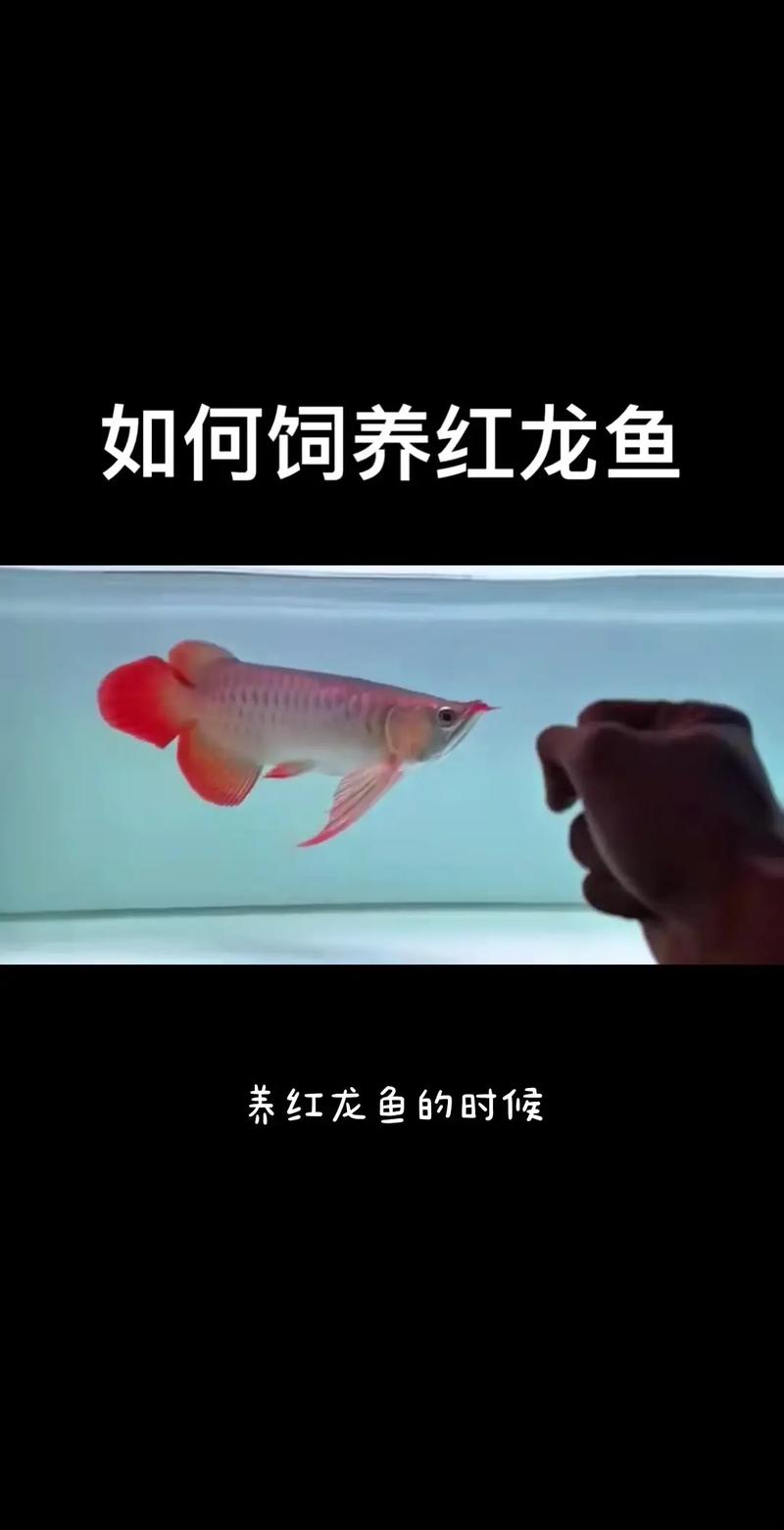 红龙开始发色的征兆,红龙开始发色的征兆有哪些-第4张图片 红龙开始发色的征兆,红龙开始发色的征兆有哪些-第4张图片