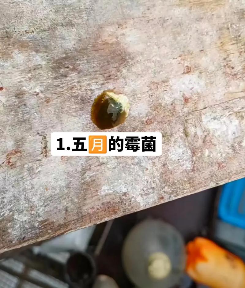 鸽子吧,鸽子吧 百度贴吧-第3张图片 鸽子吧,鸽子吧 百度贴吧-第3张图片