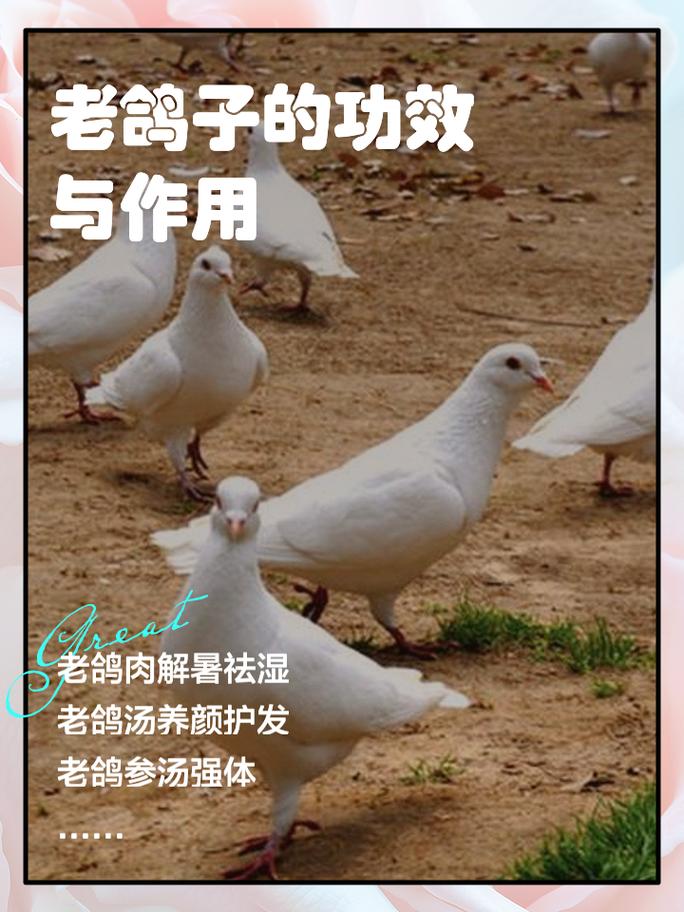 鸽子吧,鸽子吧 百度贴吧-第4张图片 鸽子吧,鸽子吧 百度贴吧-第4张图片