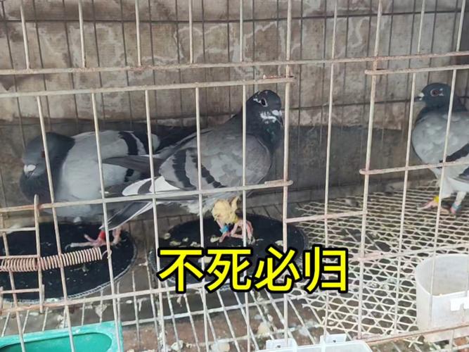 鸽子吧,鸽子吧 百度贴吧-第5张图片 鸽子吧,鸽子吧 百度贴吧-第5张图片