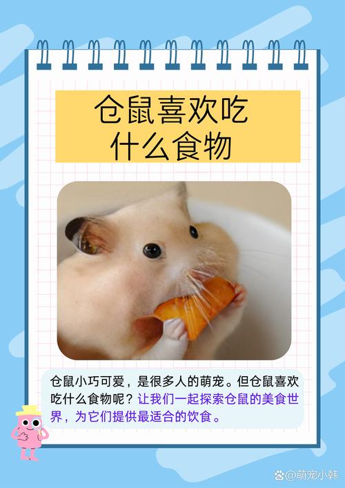 解析“仓鼠可以吃香蕉吗”你不知道的事