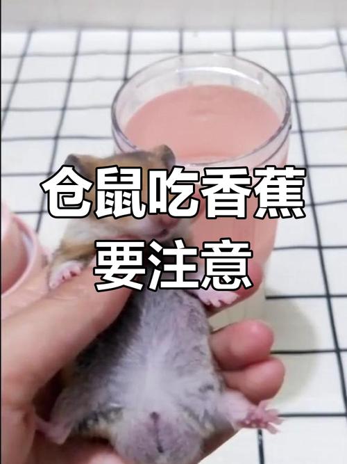 解析“仓鼠可以吃香蕉吗”你不知道的事-第7张图片 解析“仓鼠可以吃香蕉吗”你不知道的事-第7张图片