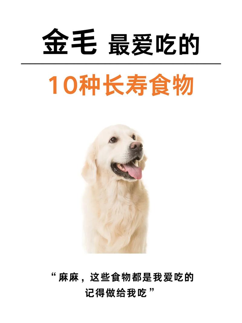 金毛的主食是什么/金毛餐食-第1张图片 金毛的主食是什么/金毛餐食-第1张图片