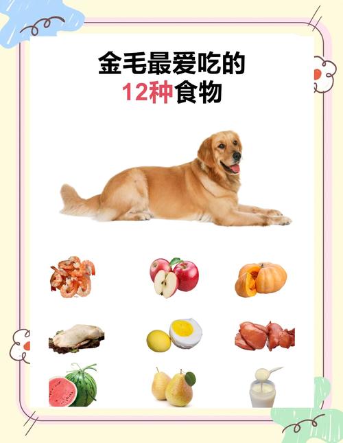 金毛的主食是什么/金毛餐食-第3张图片 金毛的主食是什么/金毛餐食-第3张图片