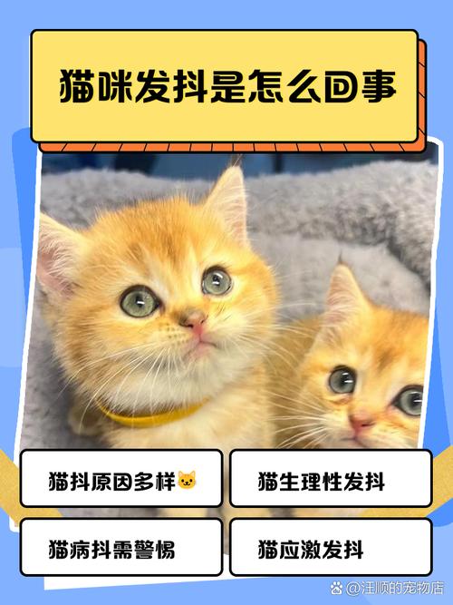 猫咪为什么发抖,猫咪为什么发抖后腿起不来了-第1张图片 猫咪为什么发抖,猫咪为什么发抖后腿起不来了-第1张图片