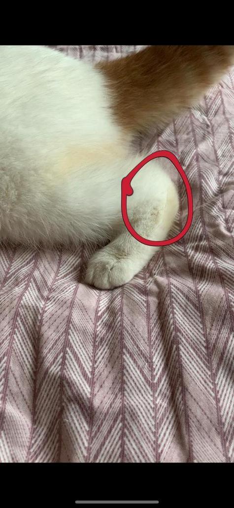 猫咪为什么发抖,猫咪为什么发抖后腿起不来了-第5张图片 猫咪为什么发抖,猫咪为什么发抖后腿起不来了-第5张图片