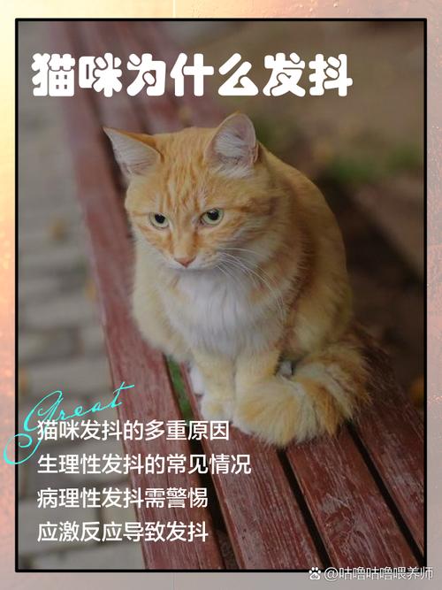 猫咪为什么发抖,猫咪为什么发抖后腿起不来了-第6张图片 猫咪为什么发抖,猫咪为什么发抖后腿起不来了-第6张图片
