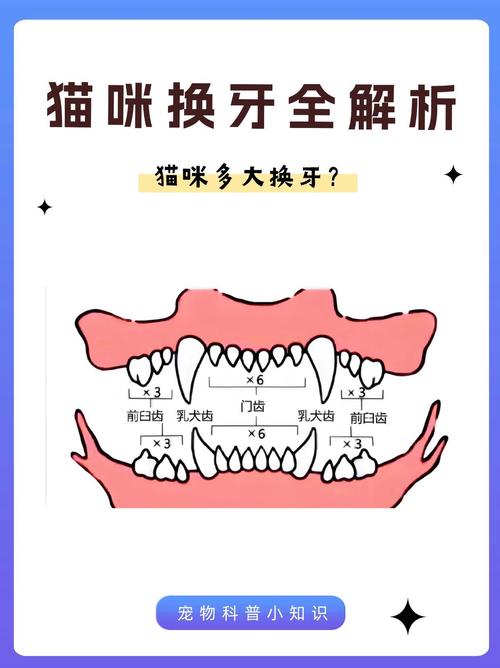 猫咪换牙期注意事项-猫猫换牙注意什么-第1张图片 猫咪换牙期注意事项-猫猫换牙注意什么-第1张图片