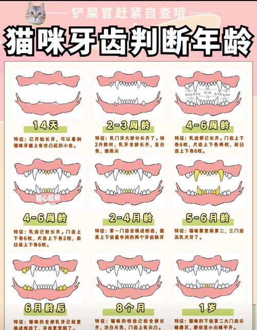 猫咪换牙期注意事项-猫猫换牙注意什么-第3张图片 猫咪换牙期注意事项-猫猫换牙注意什么-第3张图片