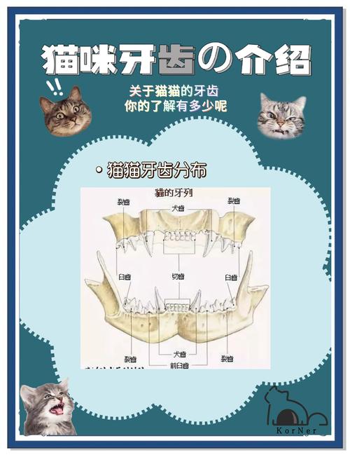 猫咪换牙期注意事项-猫猫换牙注意什么-第4张图片 猫咪换牙期注意事项-猫猫换牙注意什么-第4张图片