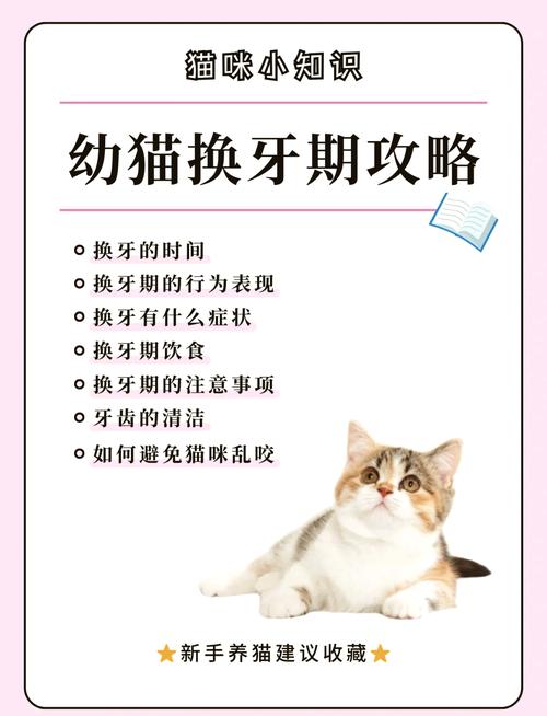 猫咪换牙期注意事项-猫猫换牙注意什么-第6张图片 猫咪换牙期注意事项-猫猫换牙注意什么-第6张图片
