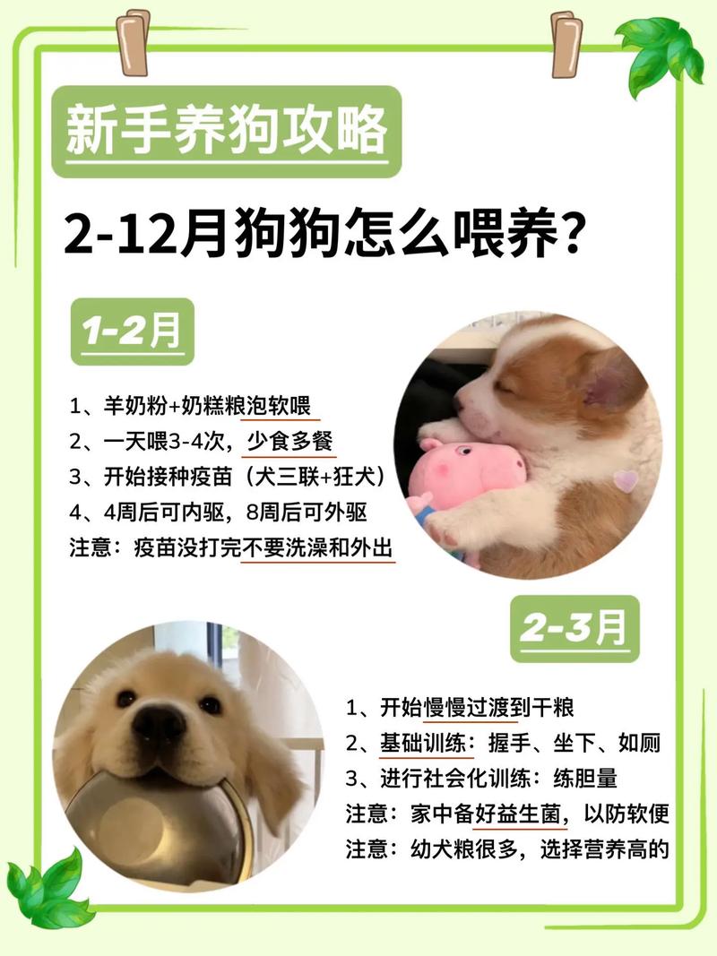 宠物狗的饲养方法，宠物狗的饲养与训练