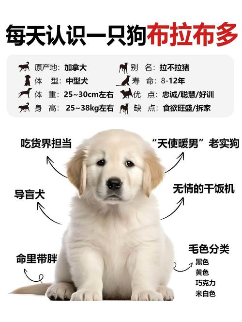 纯种拉布拉多幼崽多少钱一只/纯种拉布拉多幼崽多少钱一只啊-第3张图片 纯种拉布拉多幼崽多少钱一只/纯种拉布拉多幼崽多少钱一只啊-第3张图片