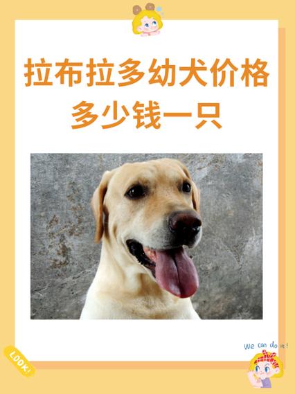 纯种拉布拉多幼崽多少钱一只/纯种拉布拉多幼崽多少钱一只啊-第6张图片 纯种拉布拉多幼崽多少钱一只/纯种拉布拉多幼崽多少钱一只啊-第6张图片