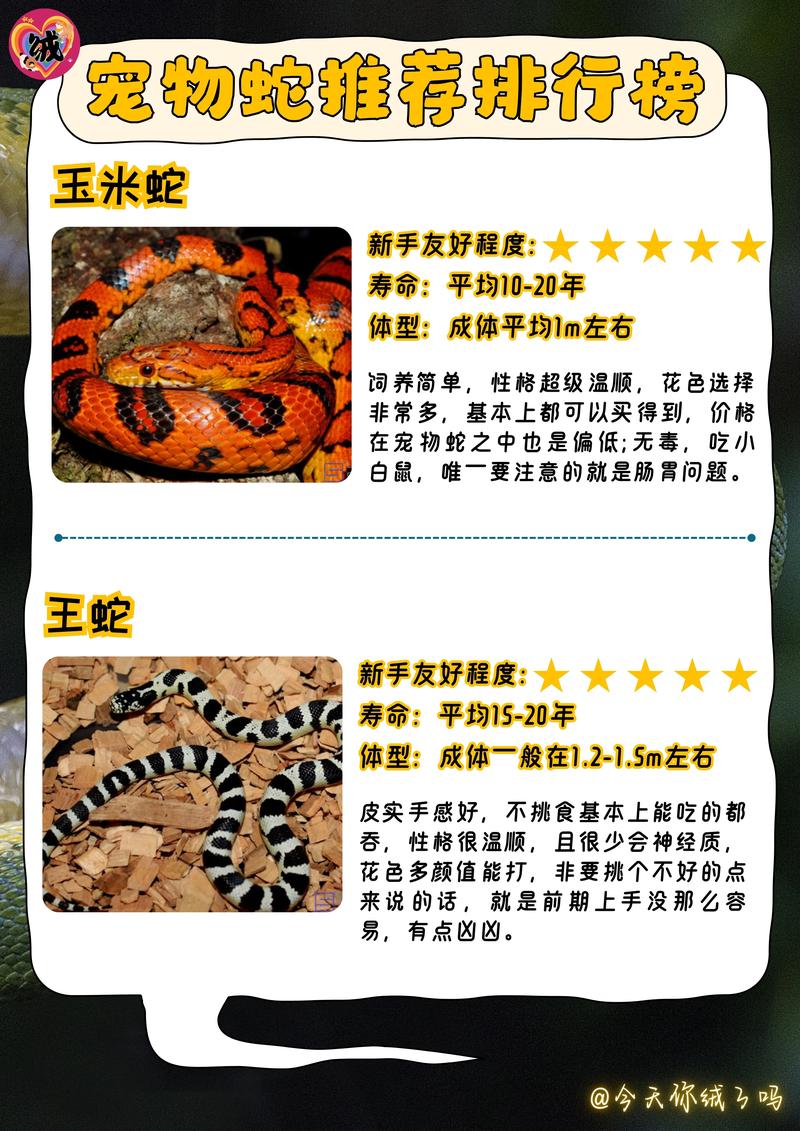 玉米蛇有毒吗,玉米蛇有毒吗咬人吗-第2张图片 玉米蛇有毒吗,玉米蛇有毒吗咬人吗-第2张图片