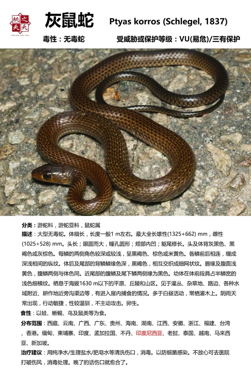 玉米蛇有毒吗,玉米蛇有毒吗咬人吗-第3张图片 玉米蛇有毒吗,玉米蛇有毒吗咬人吗-第3张图片