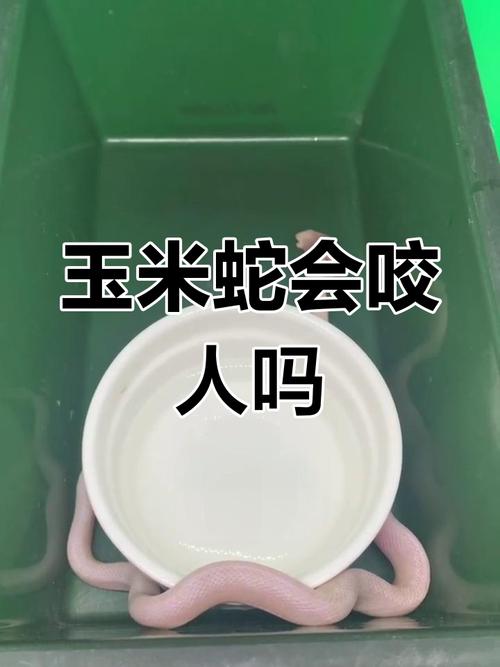 玉米蛇有毒吗,玉米蛇有毒吗咬人吗-第5张图片 玉米蛇有毒吗,玉米蛇有毒吗咬人吗-第5张图片