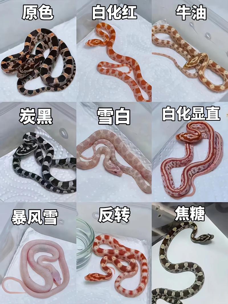 玉米蛇有毒吗,玉米蛇有毒吗咬人吗-第6张图片 玉米蛇有毒吗,玉米蛇有毒吗咬人吗-第6张图片