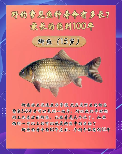 蓝眼皇冠豹饲养/蓝眼皇冠豹和清道夫-第1张图片 蓝眼皇冠豹饲养/蓝眼皇冠豹和清道夫-第1张图片