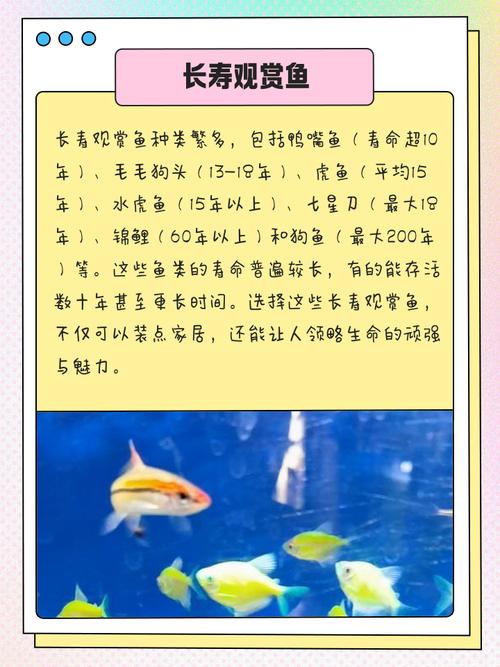 蓝眼皇冠豹饲养/蓝眼皇冠豹和清道夫-第2张图片 蓝眼皇冠豹饲养/蓝眼皇冠豹和清道夫-第2张图片