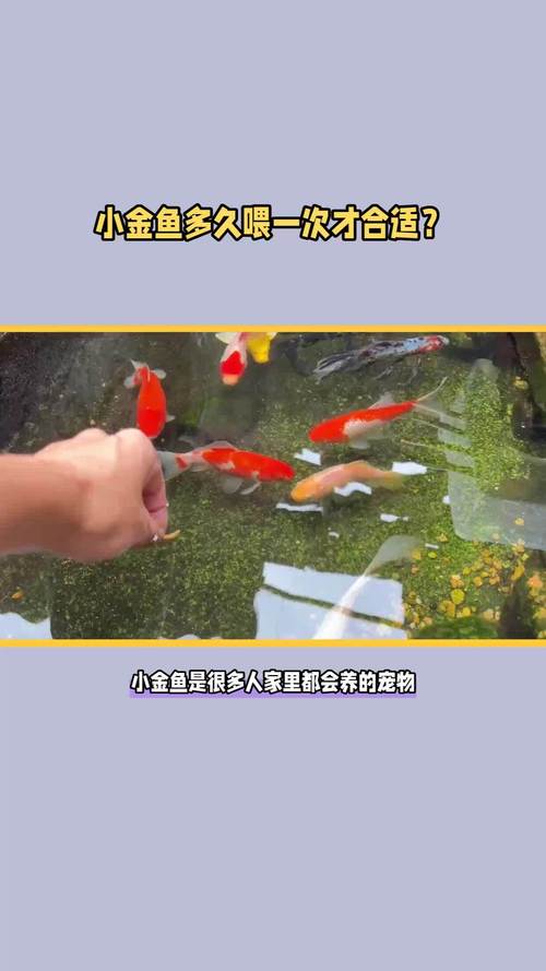 蓝眼皇冠豹饲养/蓝眼皇冠豹和清道夫-第6张图片 蓝眼皇冠豹饲养/蓝眼皇冠豹和清道夫-第6张图片