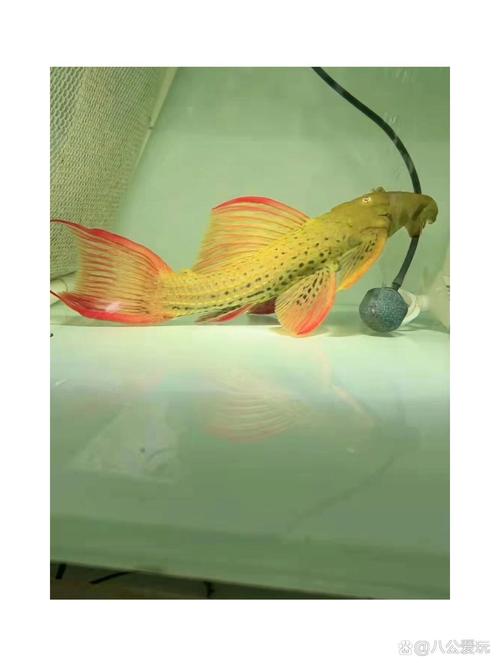 蓝眼皇冠豹饲养/蓝眼皇冠豹和清道夫-第7张图片 蓝眼皇冠豹饲养/蓝眼皇冠豹和清道夫-第7张图片