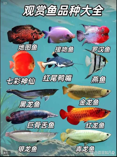 蓝眼皇冠豹饲养/蓝眼皇冠豹和清道夫-第10张图片 蓝眼皇冠豹饲养/蓝眼皇冠豹和清道夫-第10张图片