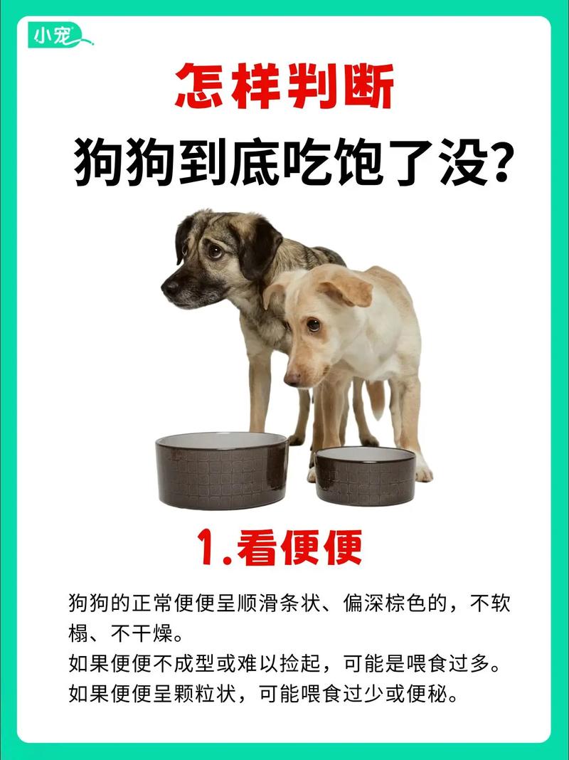 狗狗吃饱的表现-狗狗吃饱了是否就不吃了-第7张图片 狗狗吃饱的表现-狗狗吃饱了是否就不吃了-第7张图片