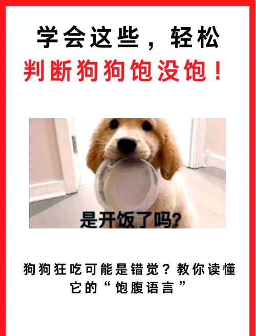 狗狗吃饱的表现-狗狗吃饱了是否就不吃了-第8张图片 狗狗吃饱的表现-狗狗吃饱了是否就不吃了-第8张图片