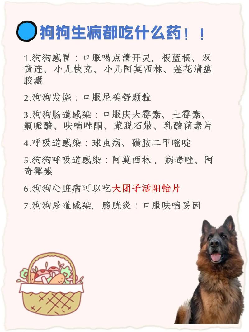 狗感冒吃什么药才好-狗狗感冒吃什么药啊-第6张图片 狗感冒吃什么药才好-狗狗感冒吃什么药啊-第6张图片