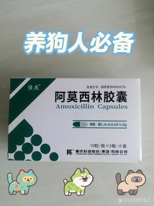 狗感冒吃什么药才好-狗狗感冒吃什么药啊-第9张图片 狗感冒吃什么药才好-狗狗感冒吃什么药啊-第9张图片