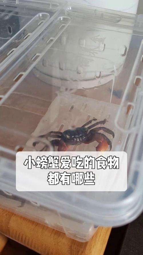 螃蟹吃什么-螃蟹吃什么食物好养活-第2张图片 螃蟹吃什么-螃蟹吃什么食物好养活-第2张图片