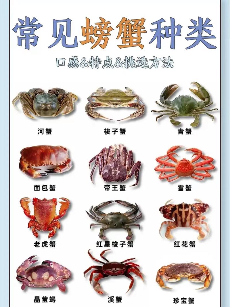 螃蟹吃什么-螃蟹吃什么食物好养活-第4张图片 螃蟹吃什么-螃蟹吃什么食物好养活-第4张图片