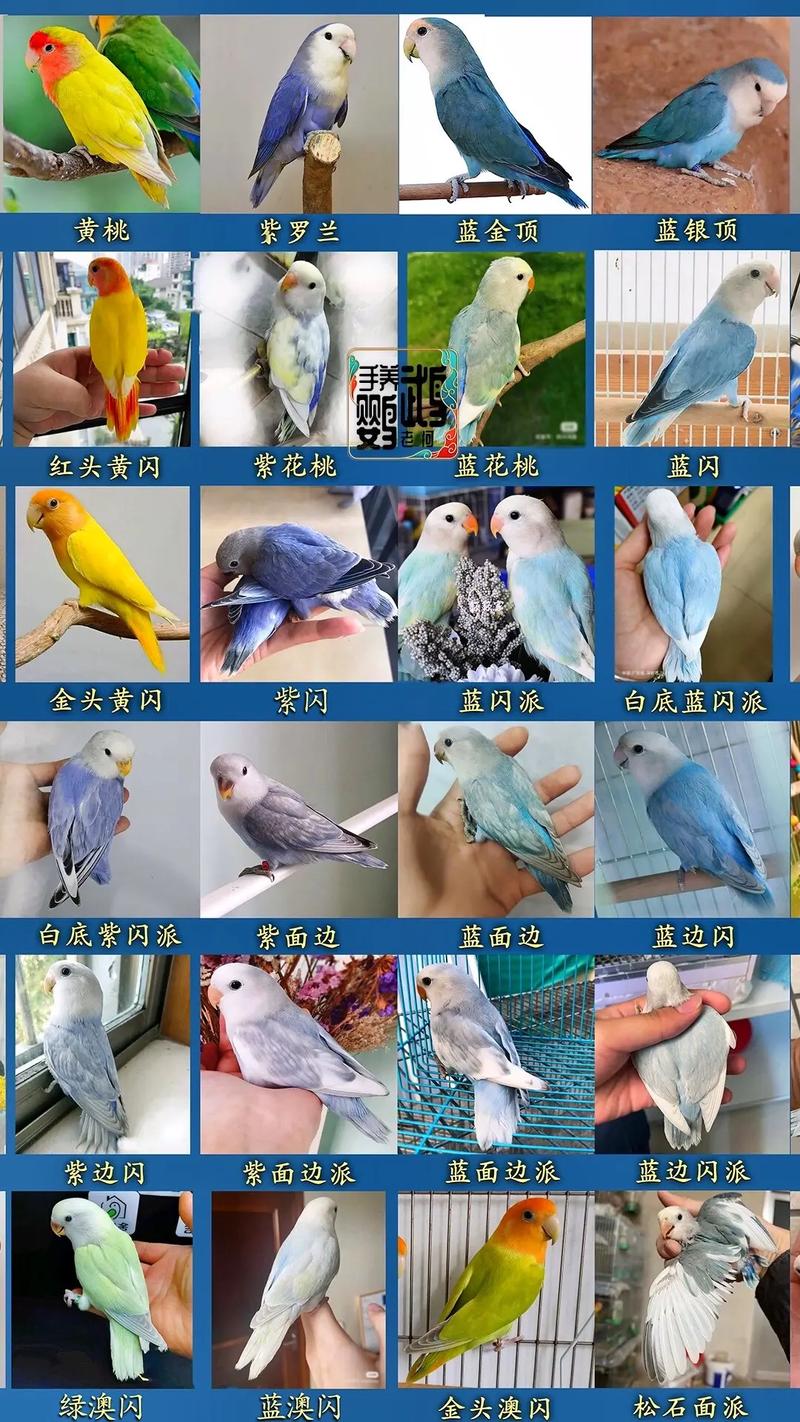 作为消费者“牡丹鹦鹉颜值排名”你不能不知道-第3张图片 作为消费者“牡丹鹦鹉颜值排名”你不能不知道-第3张图片