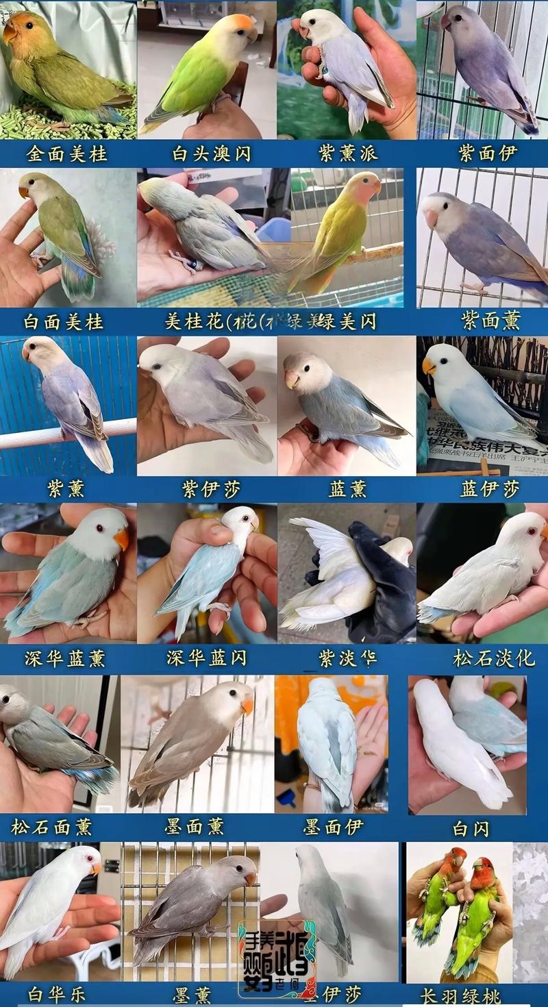 作为消费者“牡丹鹦鹉颜值排名”你不能不知道-第4张图片 作为消费者“牡丹鹦鹉颜值排名”你不能不知道-第4张图片
