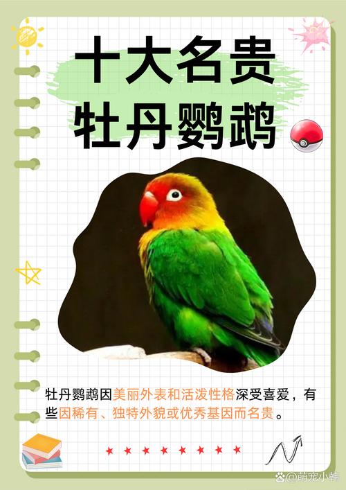 作为消费者“牡丹鹦鹉颜值排名”你不能不知道-第5张图片 作为消费者“牡丹鹦鹉颜值排名”你不能不知道-第5张图片