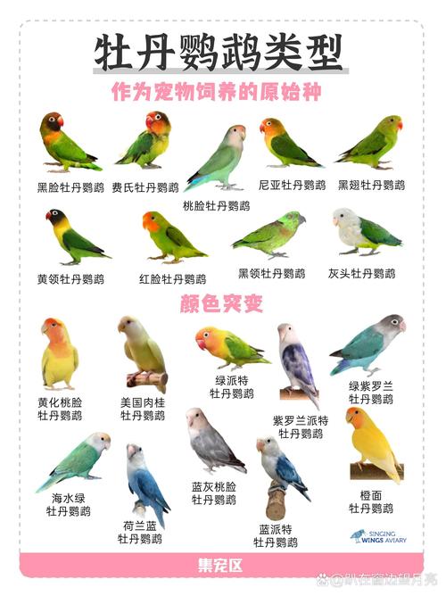 作为消费者“牡丹鹦鹉颜值排名”你不能不知道-第6张图片 作为消费者“牡丹鹦鹉颜值排名”你不能不知道-第6张图片