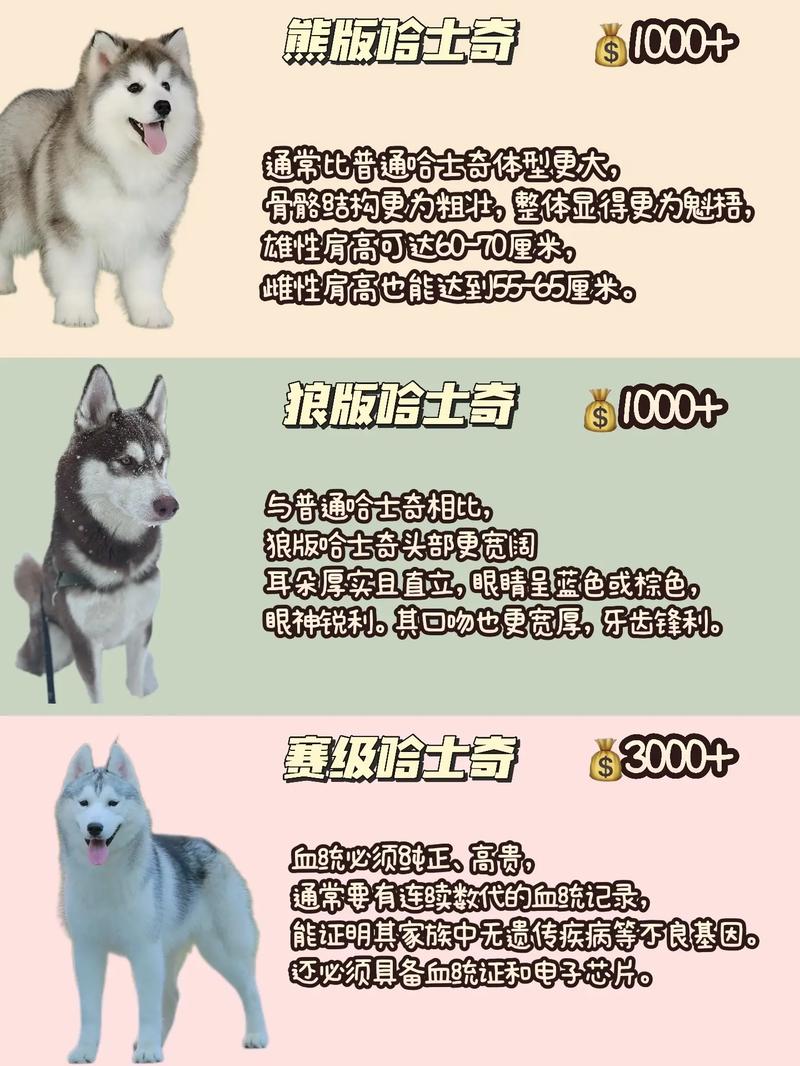 美国纯种哈士奇多少钱-美式哈士奇-第4张图片 美国纯种哈士奇多少钱-美式哈士奇-第4张图片