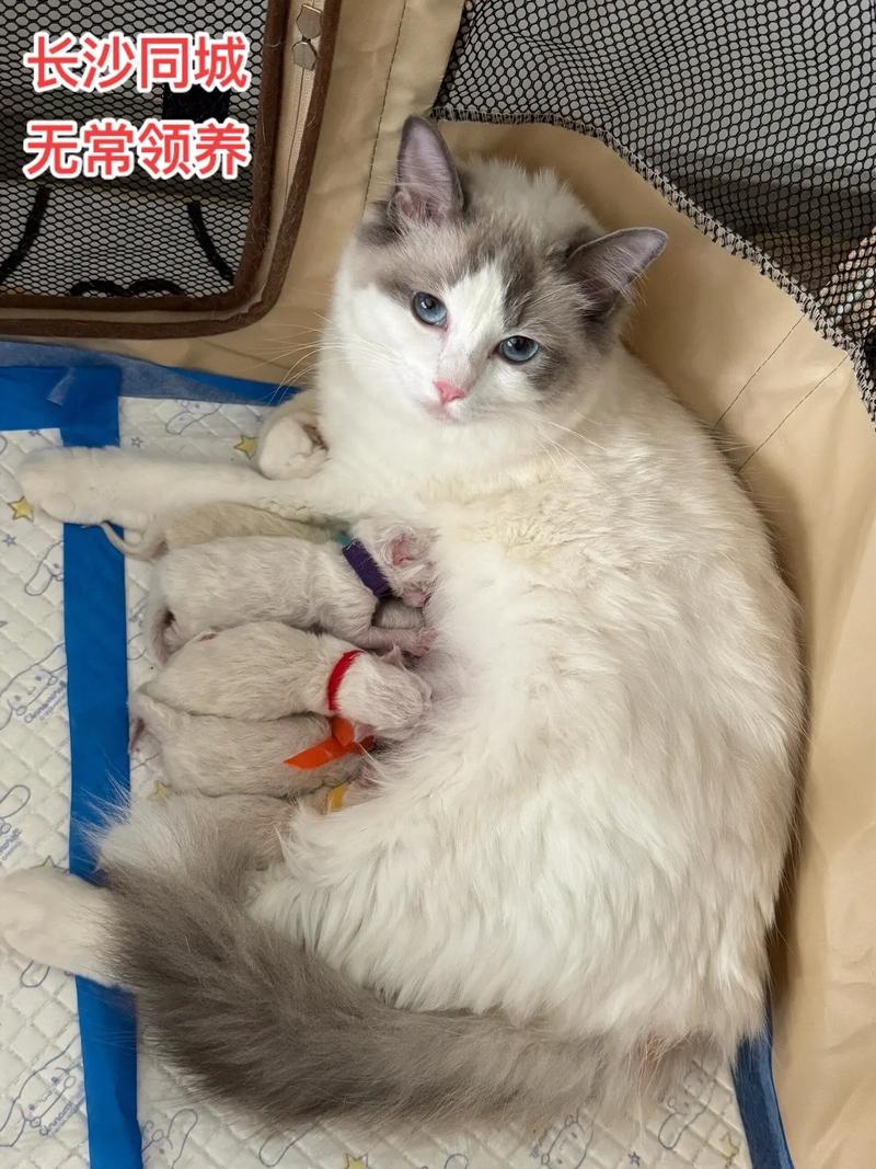 两个多月的猫咪吃什么-2个月的猫猫吃什么