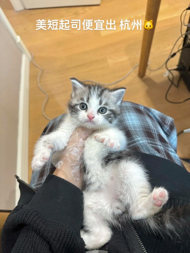 两个多月的猫咪吃什么-2个月的猫猫吃什么-第8张图片 两个多月的猫咪吃什么-2个月的猫猫吃什么-第8张图片