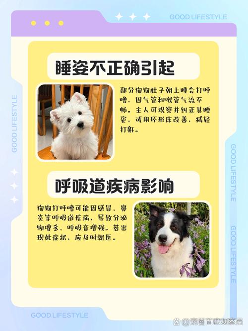 解析“狗打呼噜怎么回事”你不知道的事-第2张图片 解析“狗打呼噜怎么回事”你不知道的事-第2张图片