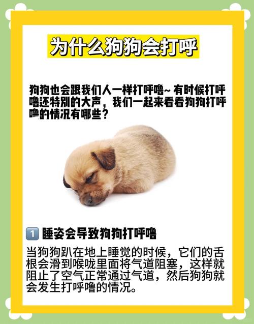 解析“狗打呼噜怎么回事”你不知道的事-第4张图片 解析“狗打呼噜怎么回事”你不知道的事-第4张图片