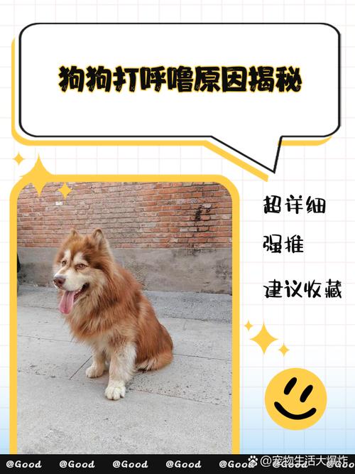 解析“狗打呼噜怎么回事”你不知道的事-第5张图片 解析“狗打呼噜怎么回事”你不知道的事-第5张图片
