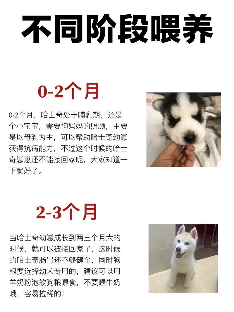 哈士奇纯种鉴定-哈士奇纯种鉴定方法-第5张图片 哈士奇纯种鉴定-哈士奇纯种鉴定方法-第5张图片