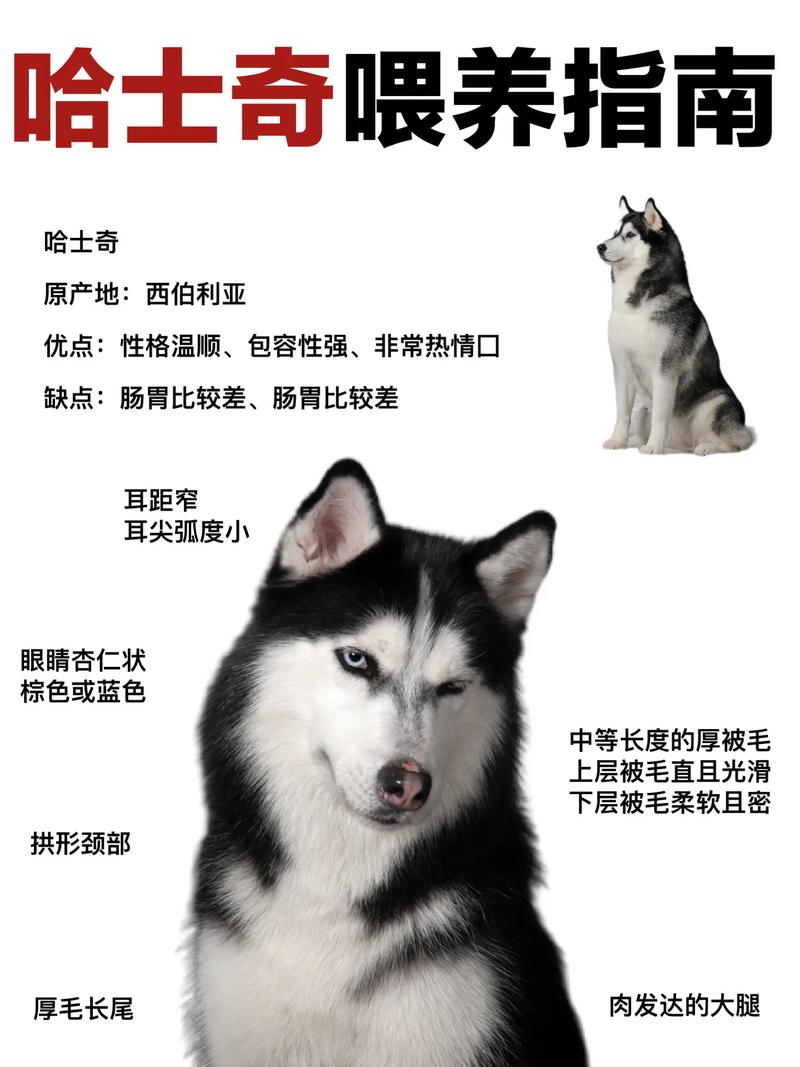 哈士奇纯种鉴定-哈士奇纯种鉴定方法-第6张图片 哈士奇纯种鉴定-哈士奇纯种鉴定方法-第6张图片