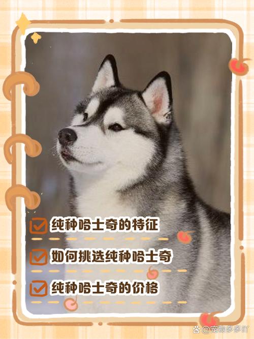 哈士奇纯种鉴定-哈士奇纯种鉴定方法-第7张图片 哈士奇纯种鉴定-哈士奇纯种鉴定方法-第7张图片