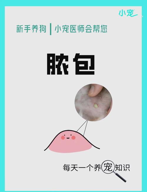 作为消费者“狗狗肚子有脓包怎么办”你不能不知道-第4张图片 作为消费者“狗狗肚子有脓包怎么办”你不能不知道-第4张图片