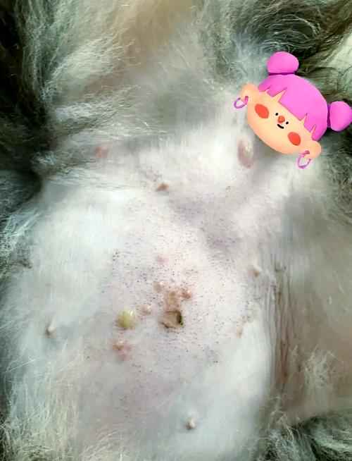 作为消费者“狗狗肚子有脓包怎么办”你不能不知道-第8张图片 作为消费者“狗狗肚子有脓包怎么办”你不能不知道-第8张图片