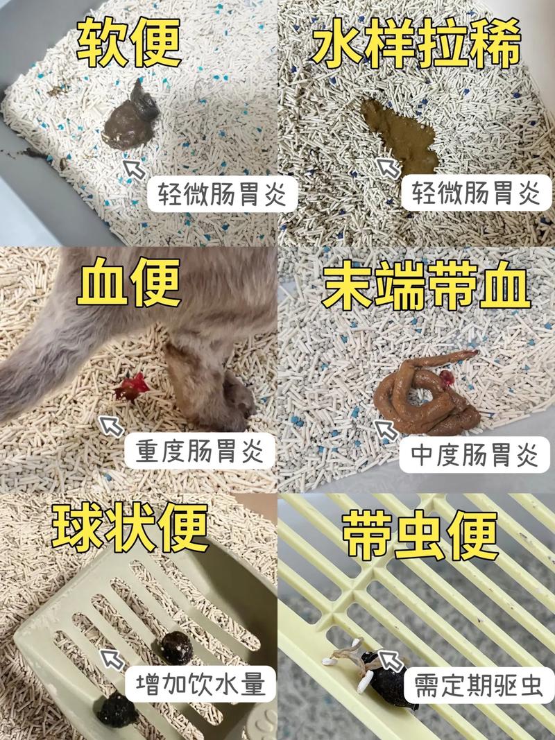 猫咪吃了驱虫药拉稀-猫咪吃了驱虫药拉稀几天能好-第4张图片 猫咪吃了驱虫药拉稀-猫咪吃了驱虫药拉稀几天能好-第4张图片